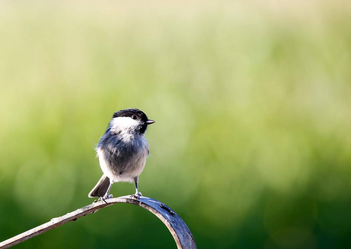Marsh Tit