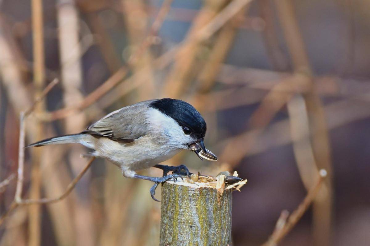 Marsh Tit