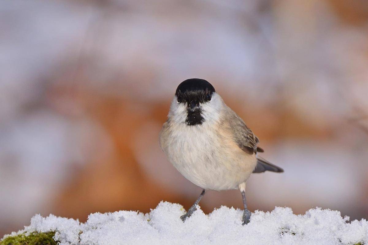 Marsh Tit