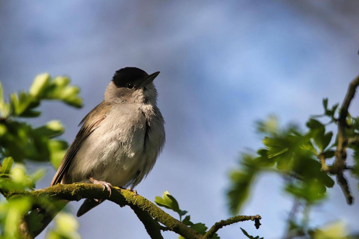 Marsh Tit