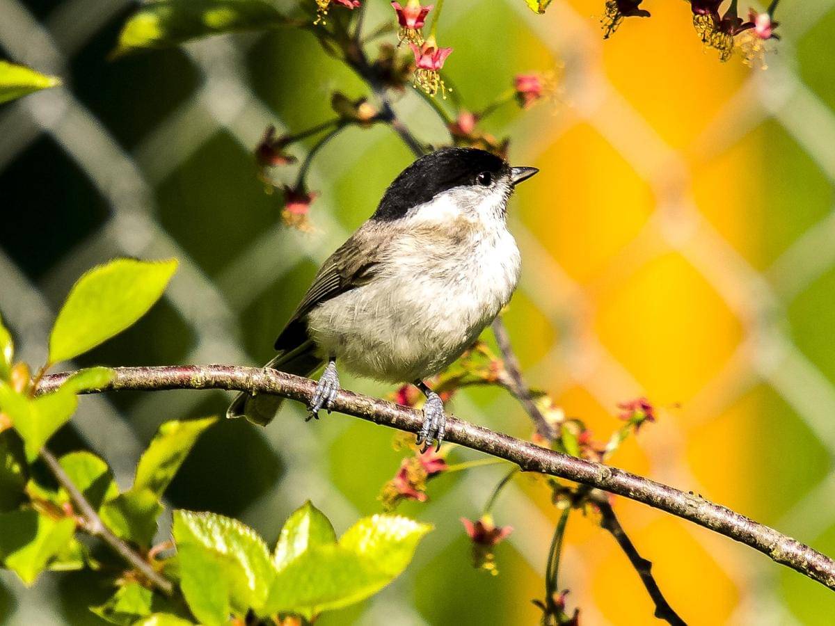 Marsh Tit