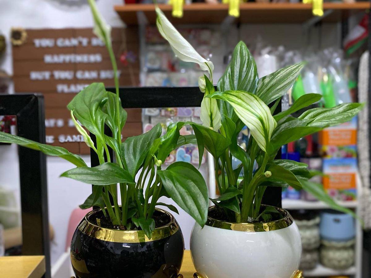 ilustrasi tanaman peace lily mini (instagram.com/ola_plantitas)