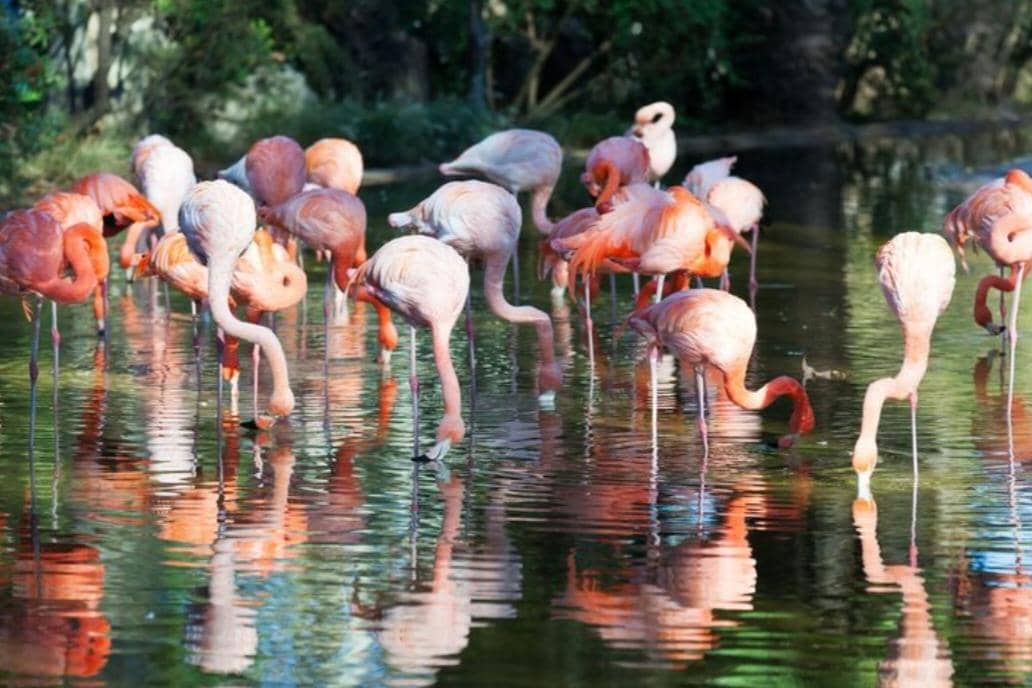 Perbandingan Flamingo Afrika vs Amerika Selatan