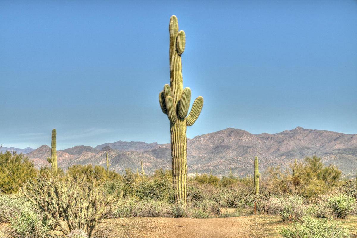 Kaktus Saguaro
