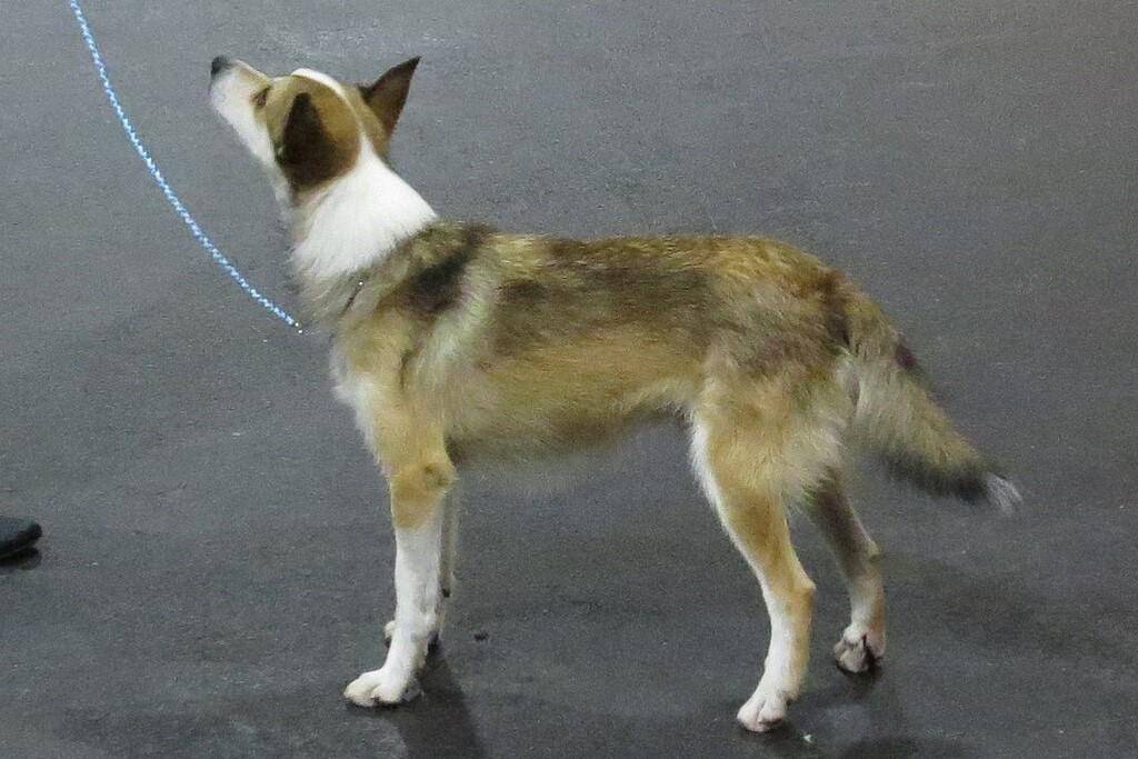 Norwegian Lundehund