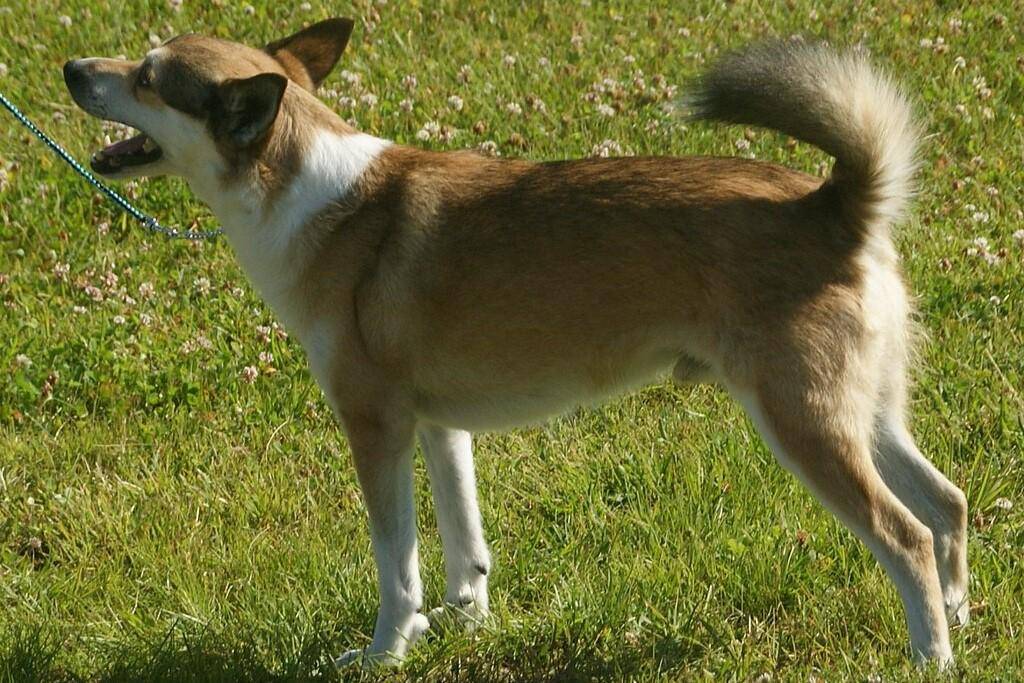 Norwegian Lundehund