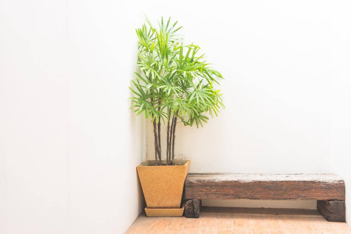 ilustrasi Areca palm (freepik.com/mrsiraphol)