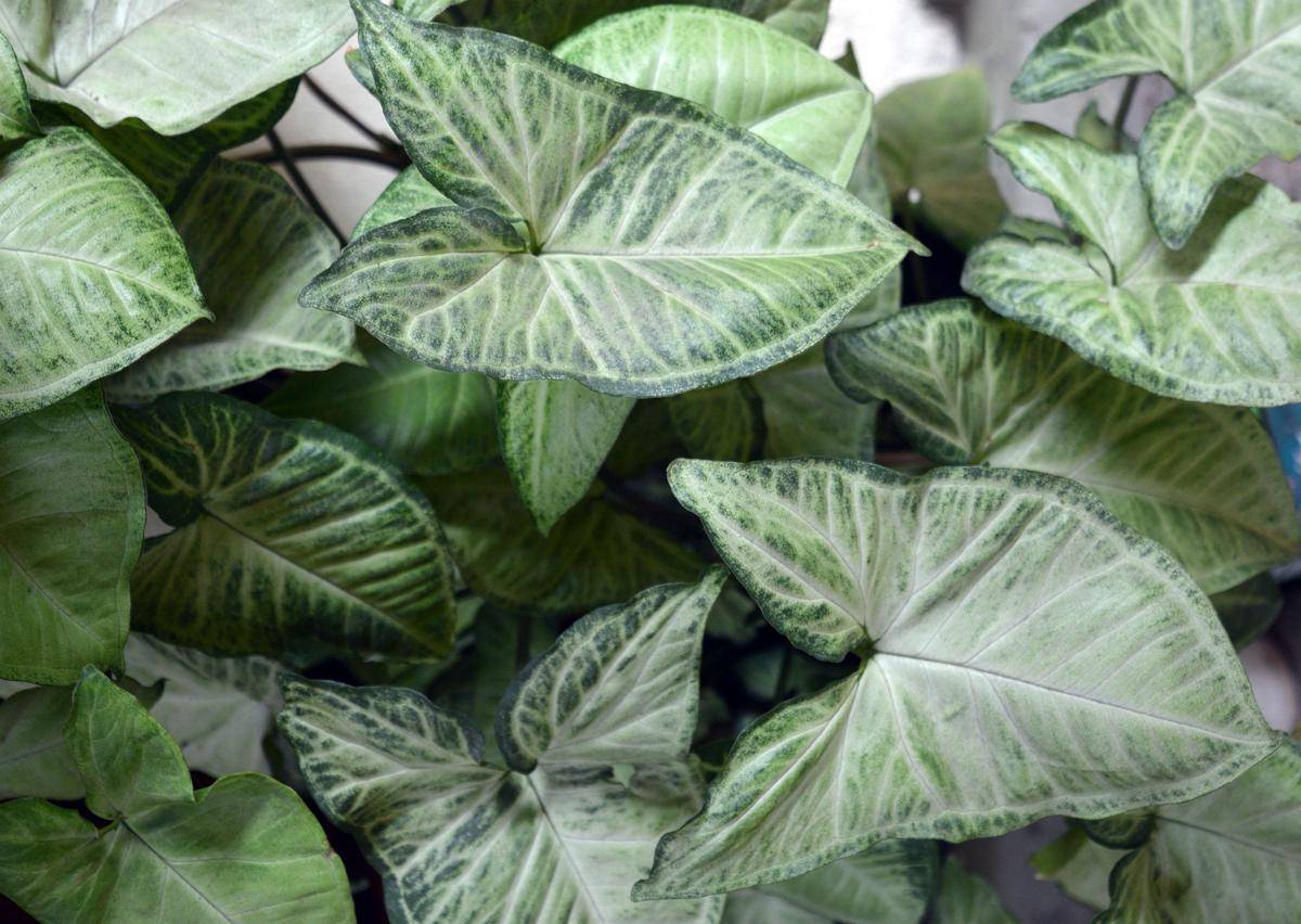 ilustrasi Syngonium podophyllum (pixabay.com/daniela_b)