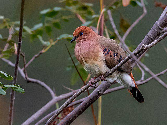 Blue Eyed Ground Dove