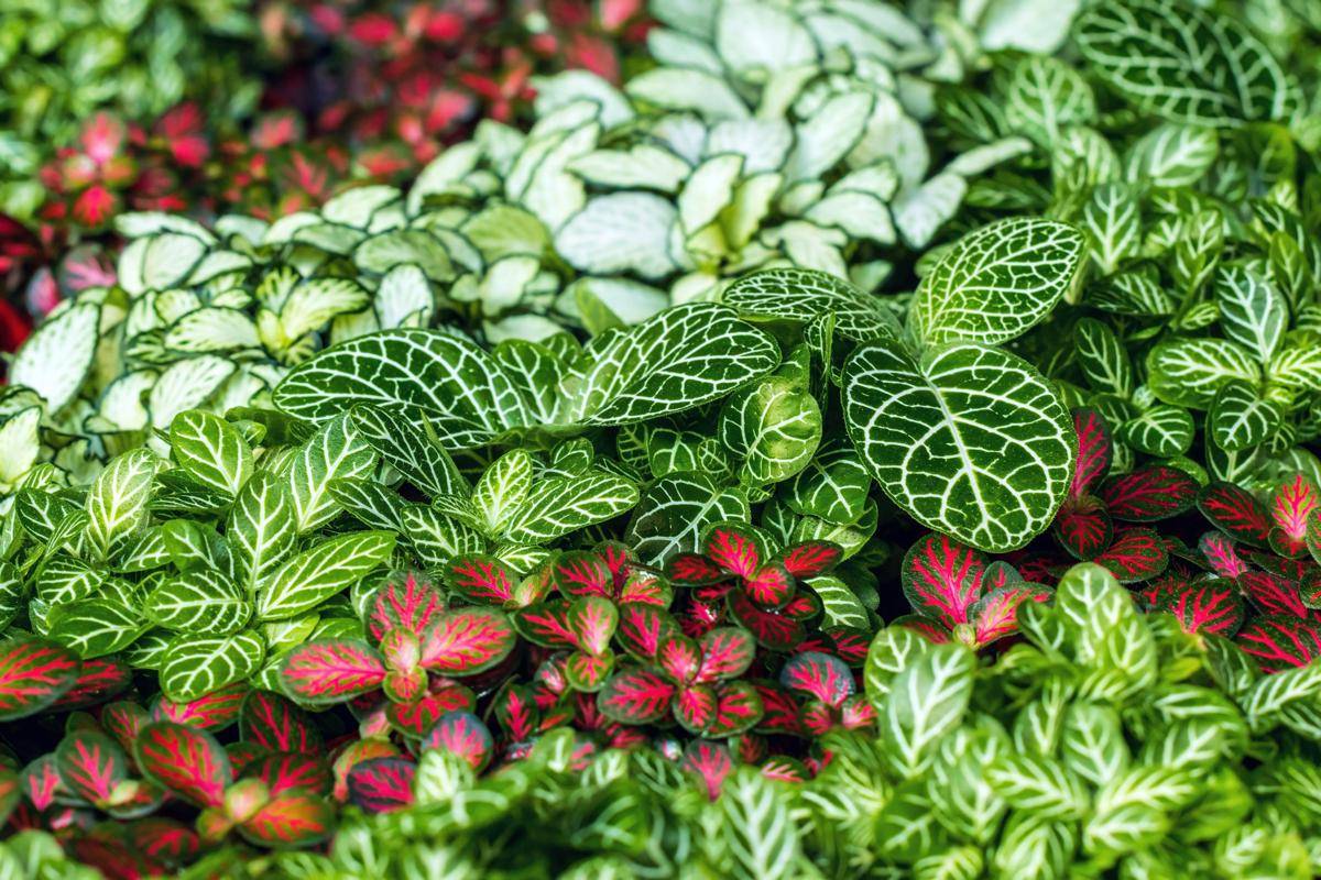 ilustrasi fittonia (unsplash.com/David Clode)