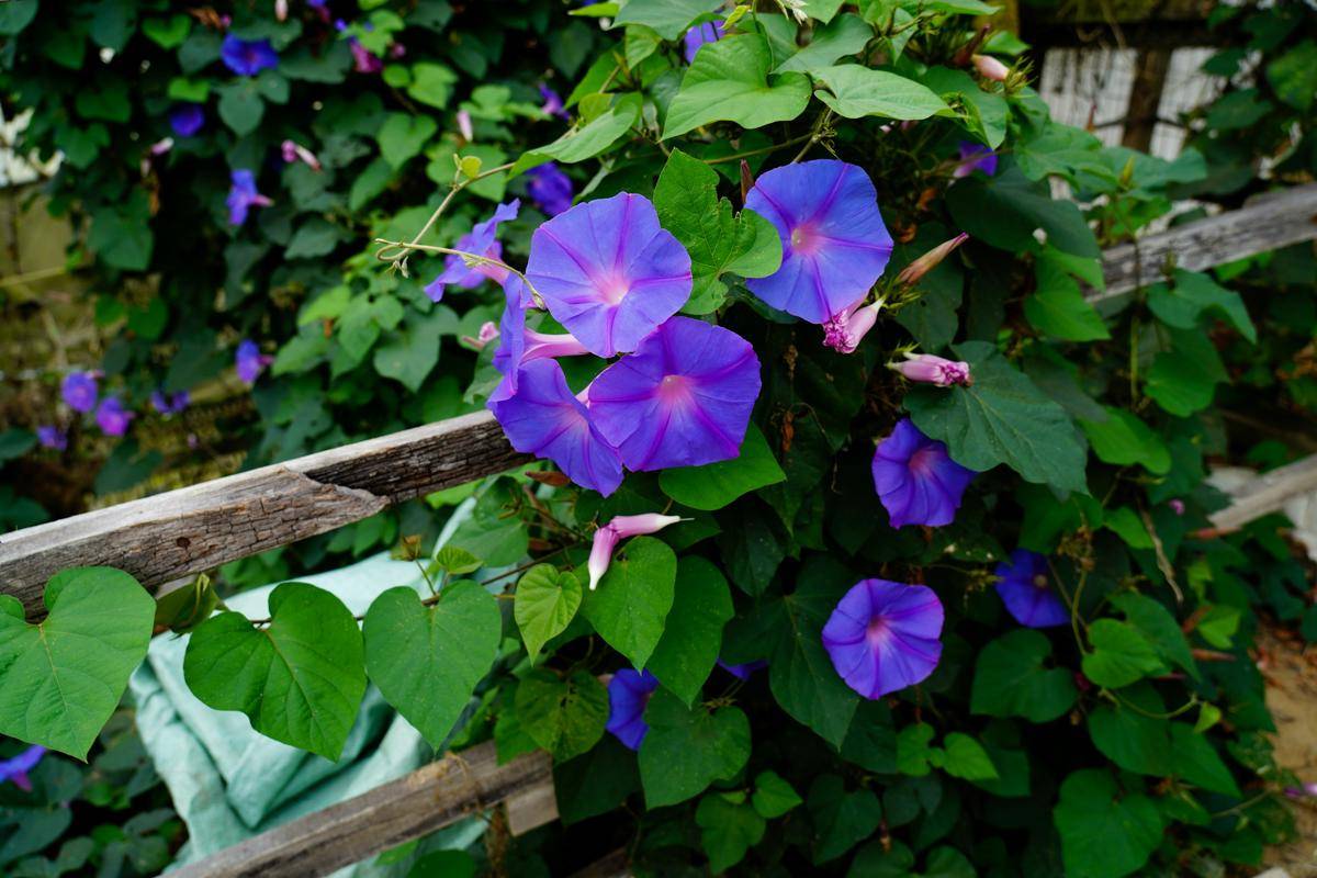 ilustrasi tanaman morning glory (unsplash.com/Emily May)