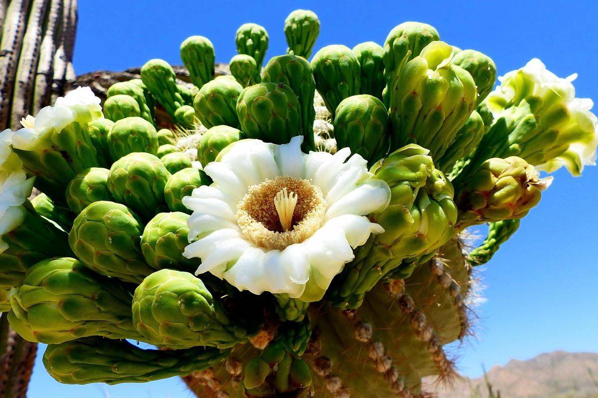 Kaktus Saguaro