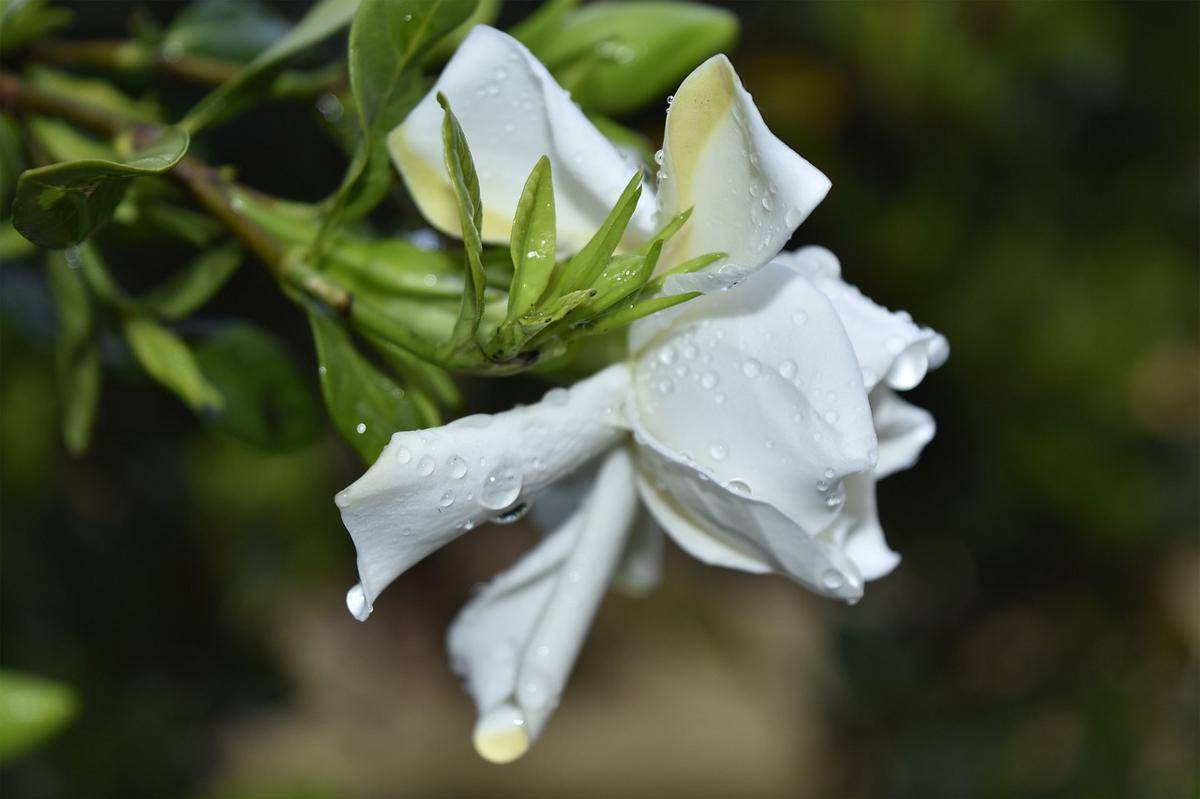 ilustrasi gardenia (pixabay.com/jatiyoshapla)