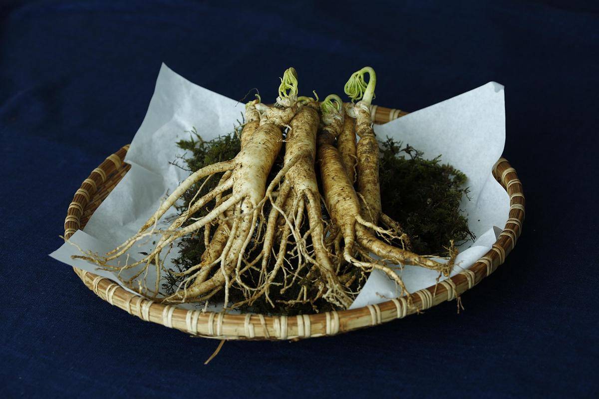 ilustrasi ginseng (pixabay.com/whaltns17)