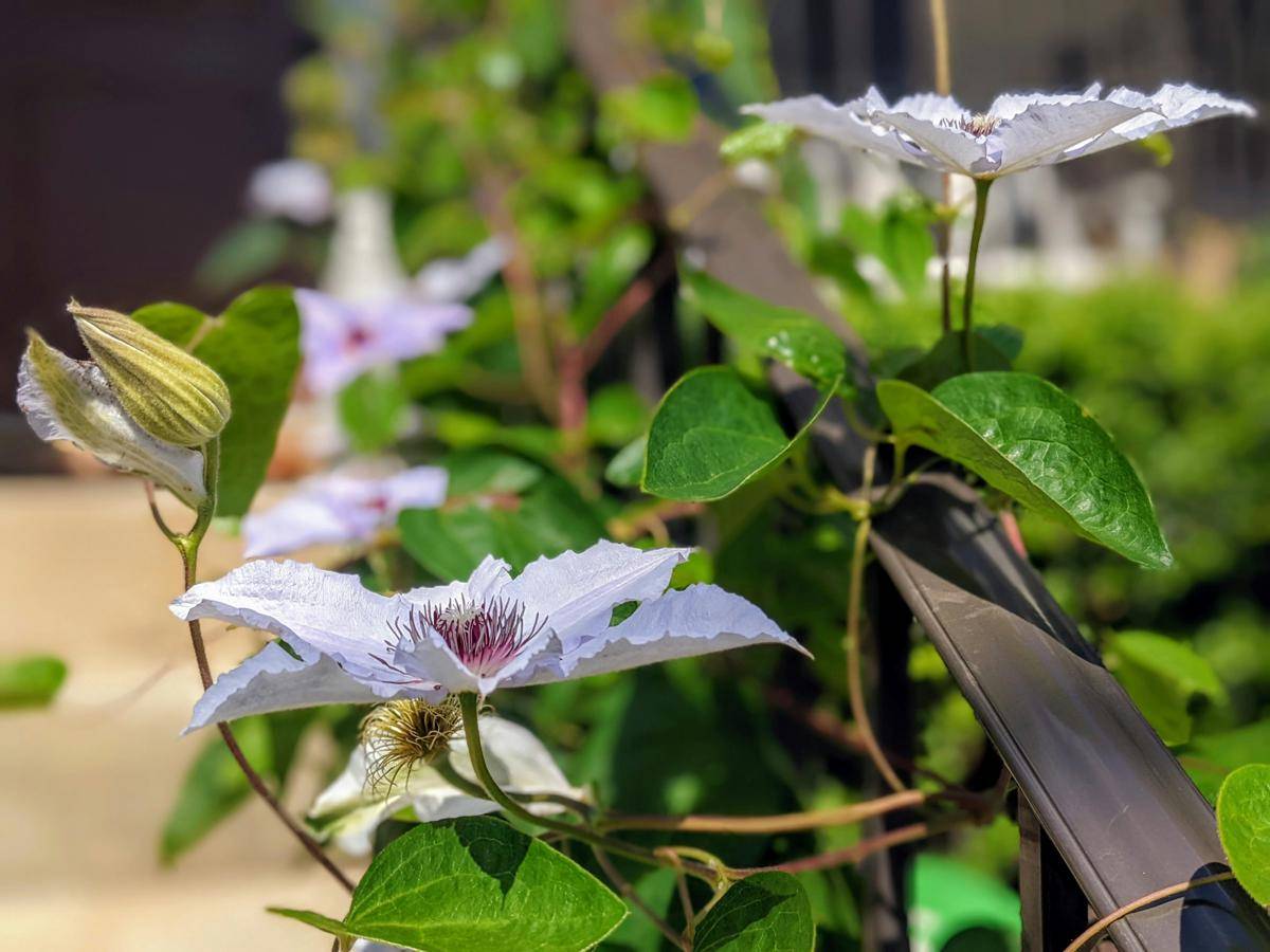 ilustrasi tanaman passiflora (unsplash.com/Gordon Chaffin)