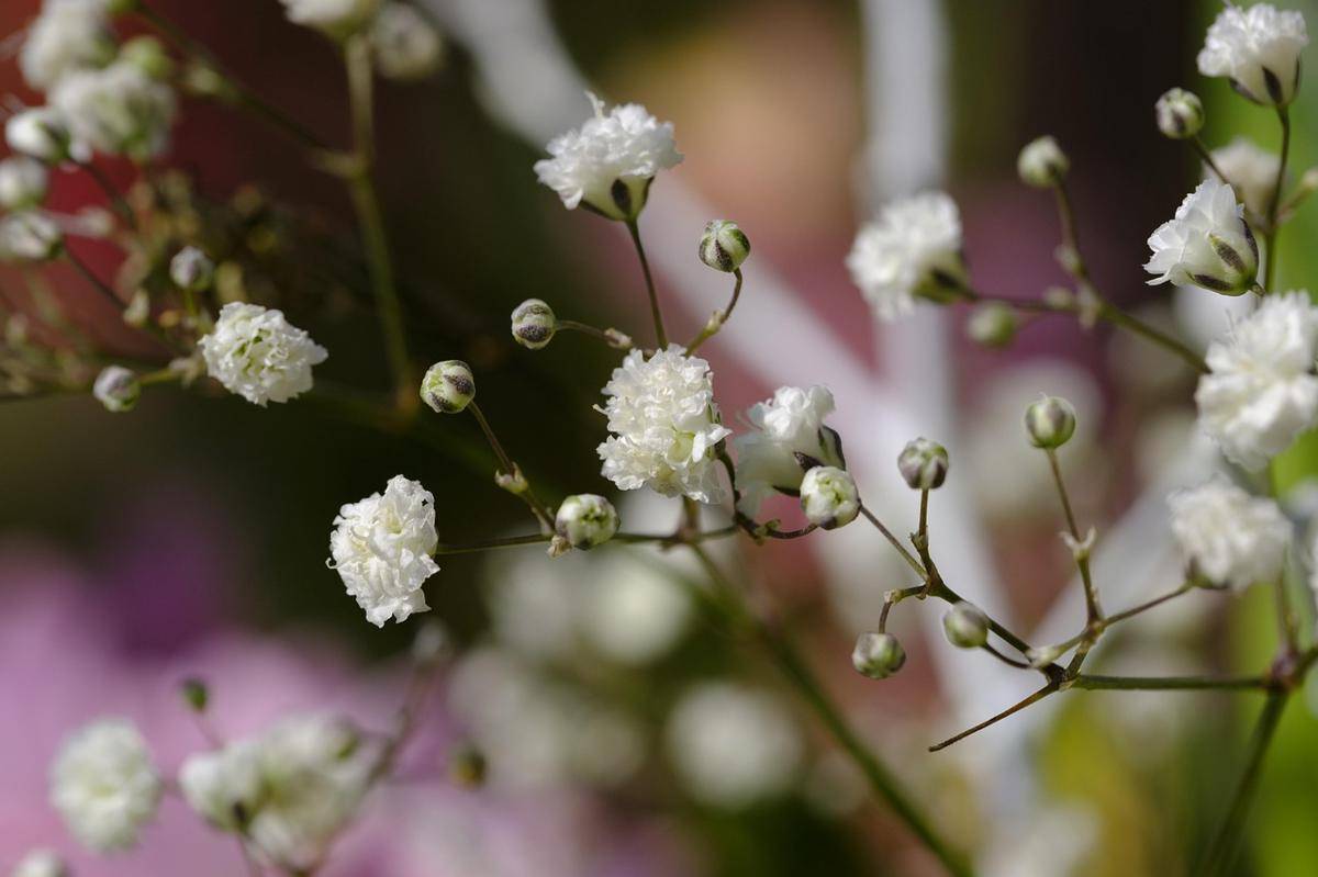 ilustrasi baby's breath (pixabay.com/Bru-nO)