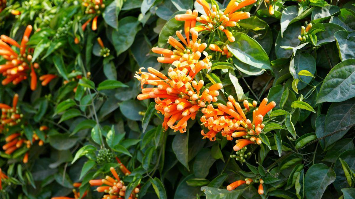 ilustrasi tanaman flame vine (unsplash.com/Harsh Vardhan Yadav)