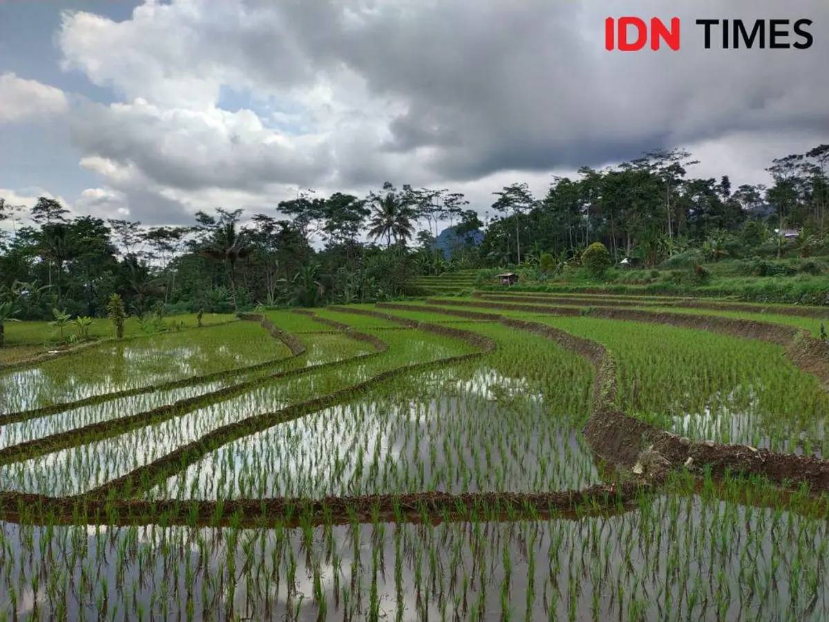 Ilustrasi ketahanan pangan (IDN Times/Rochmanudin)