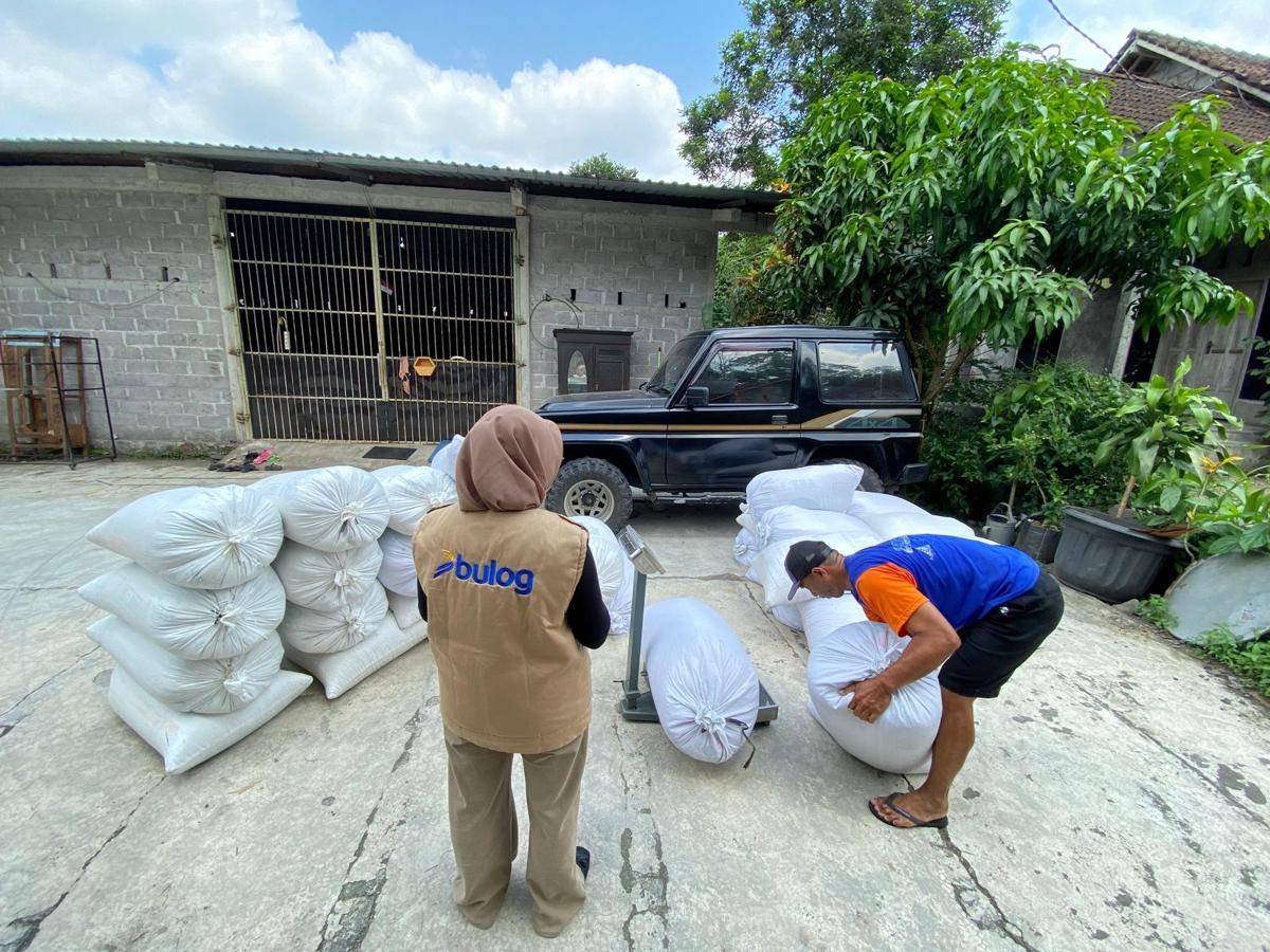 Bulog membeli GKP dari petani di DIY. (Dok. Bulog DIY)