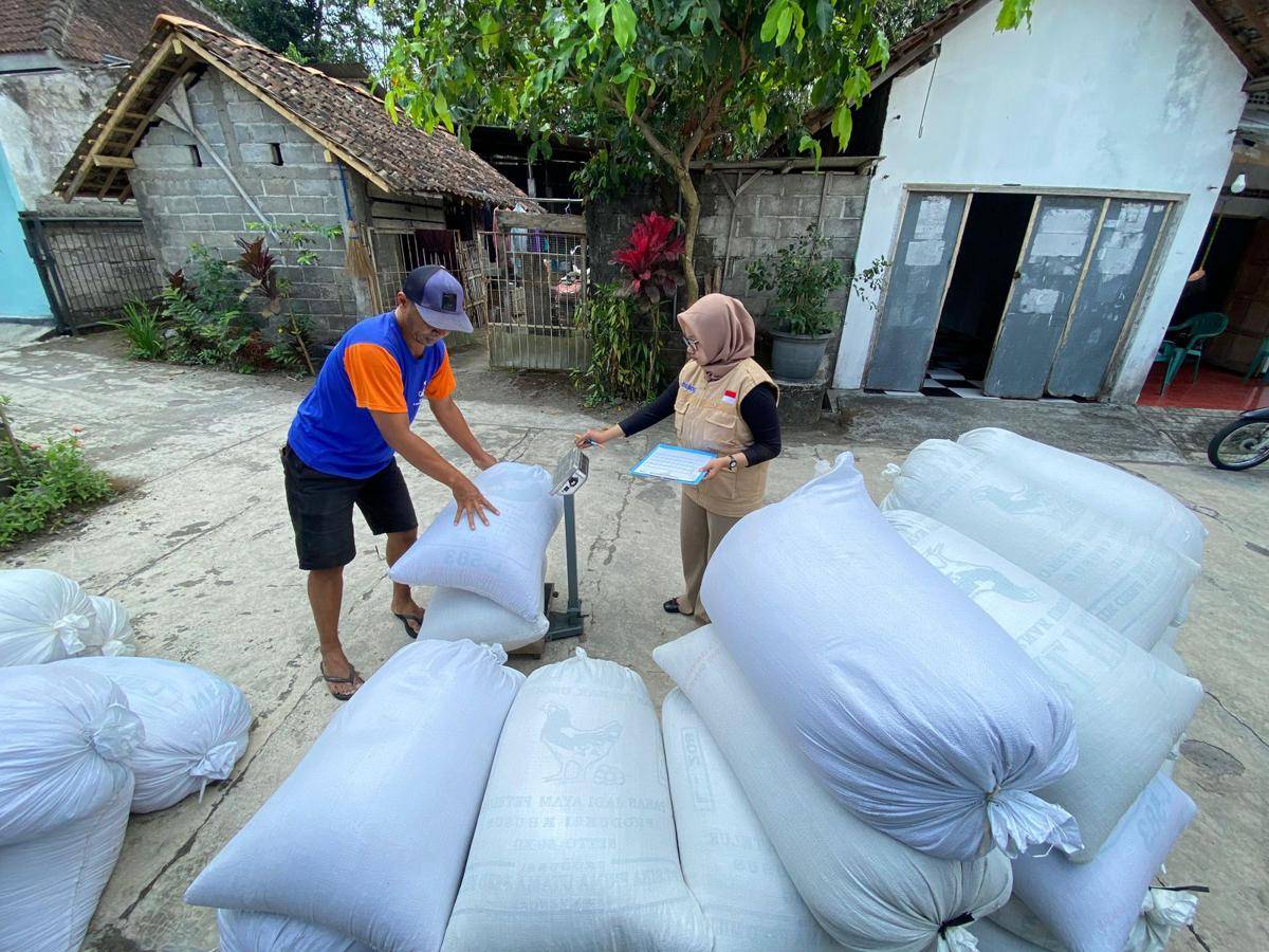 Bulog membeli GKP dari petani di DIY. (Dok. Bulog DIY)