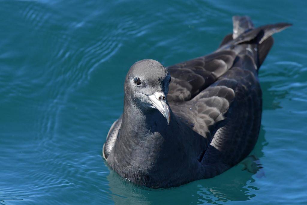 Flesh-footed Shearwater