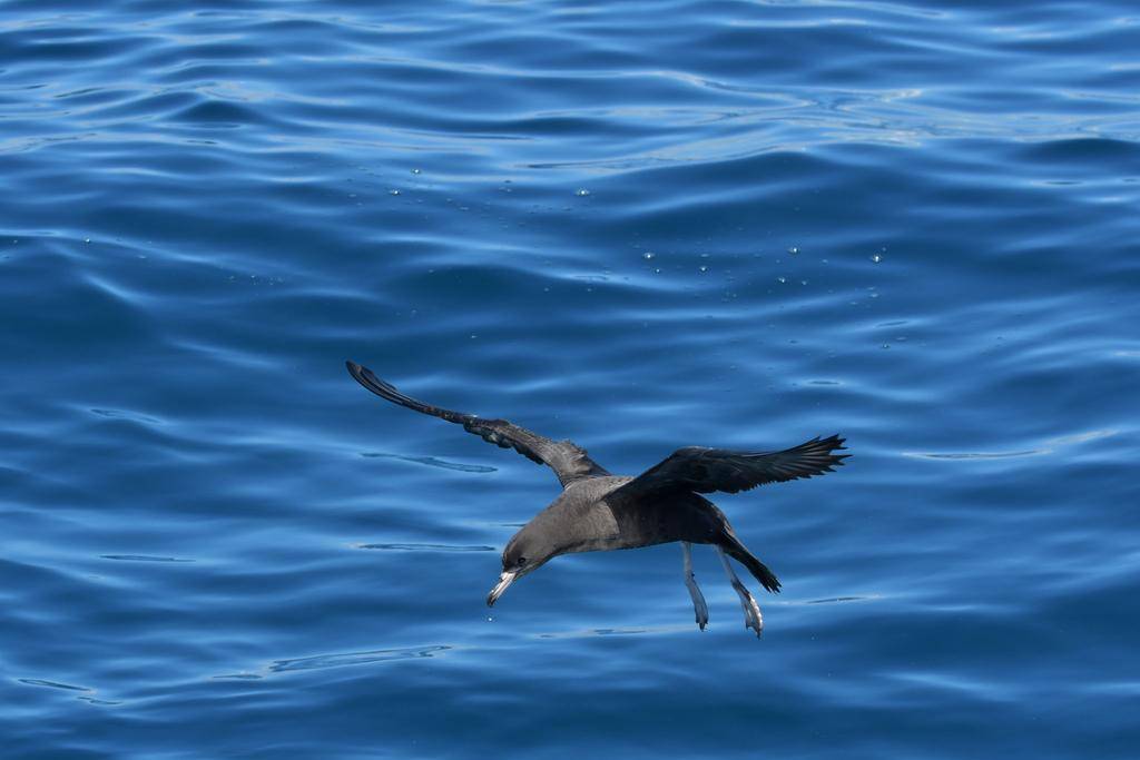 Flesh-footed Shearwater
