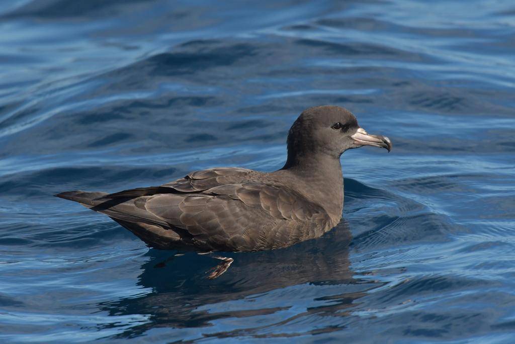 Flesh-footed Shearwater