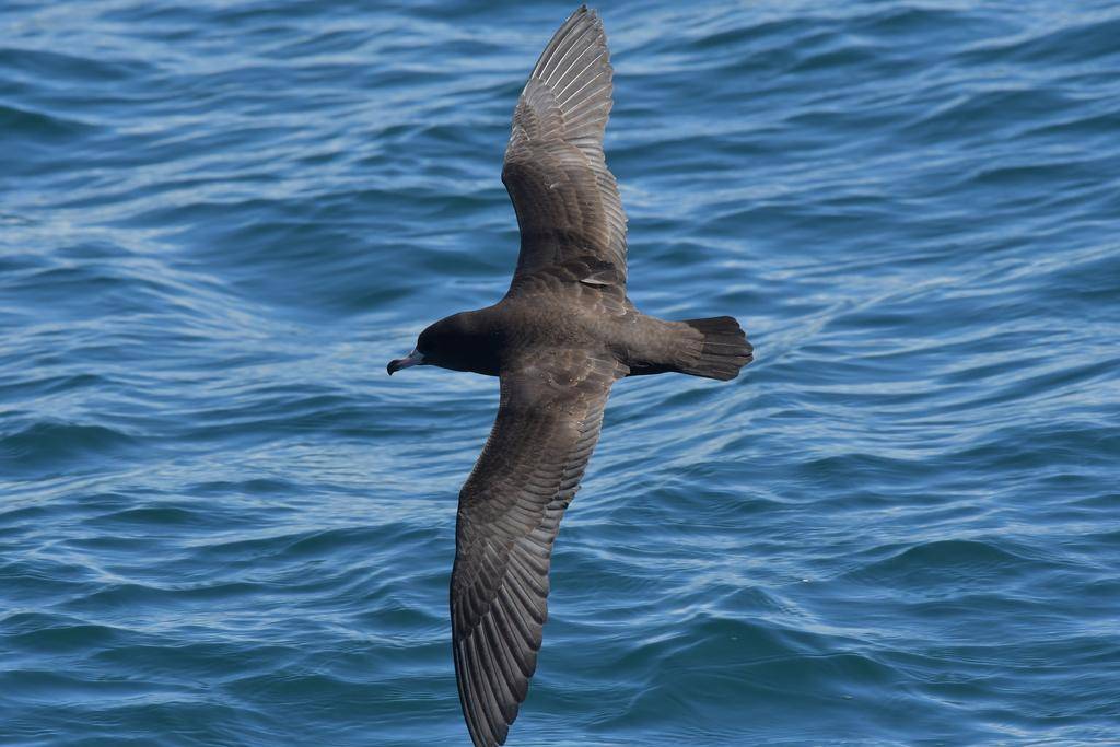 Flesh-footed Shearwater