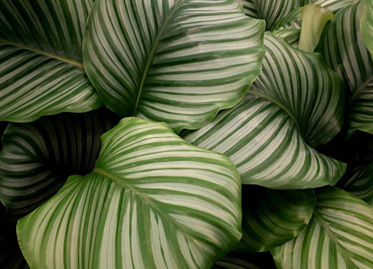 ilustrasi Calathea orbifolia (pixabay.com/chrissyvalley)