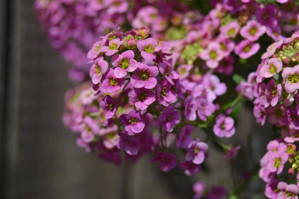 ilustrasi alyssum (pixabay.com/dominikakarkesova)
