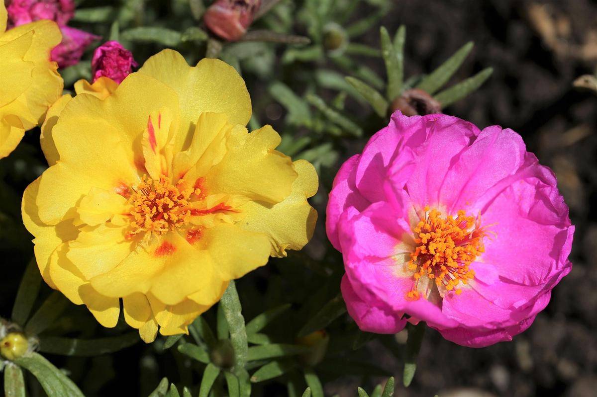 ilustrasi moss rose (pixabay.com/GoranH)