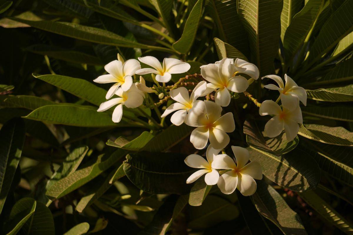 ilustrasi tanaman plumeria (unsplash.com/Nikhil Sachan)