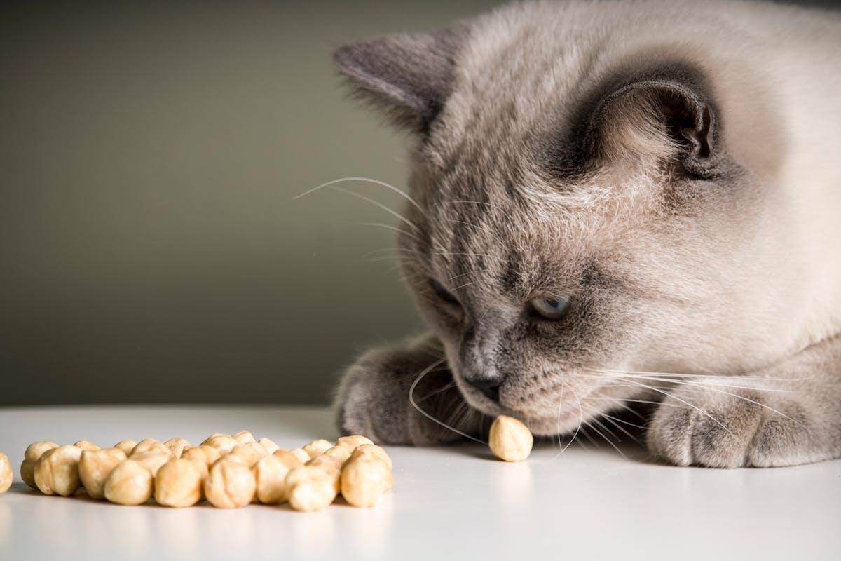 ilustrasi apakah kucing boleh makan kacang? (pexels.com/Anıl Karakaya)