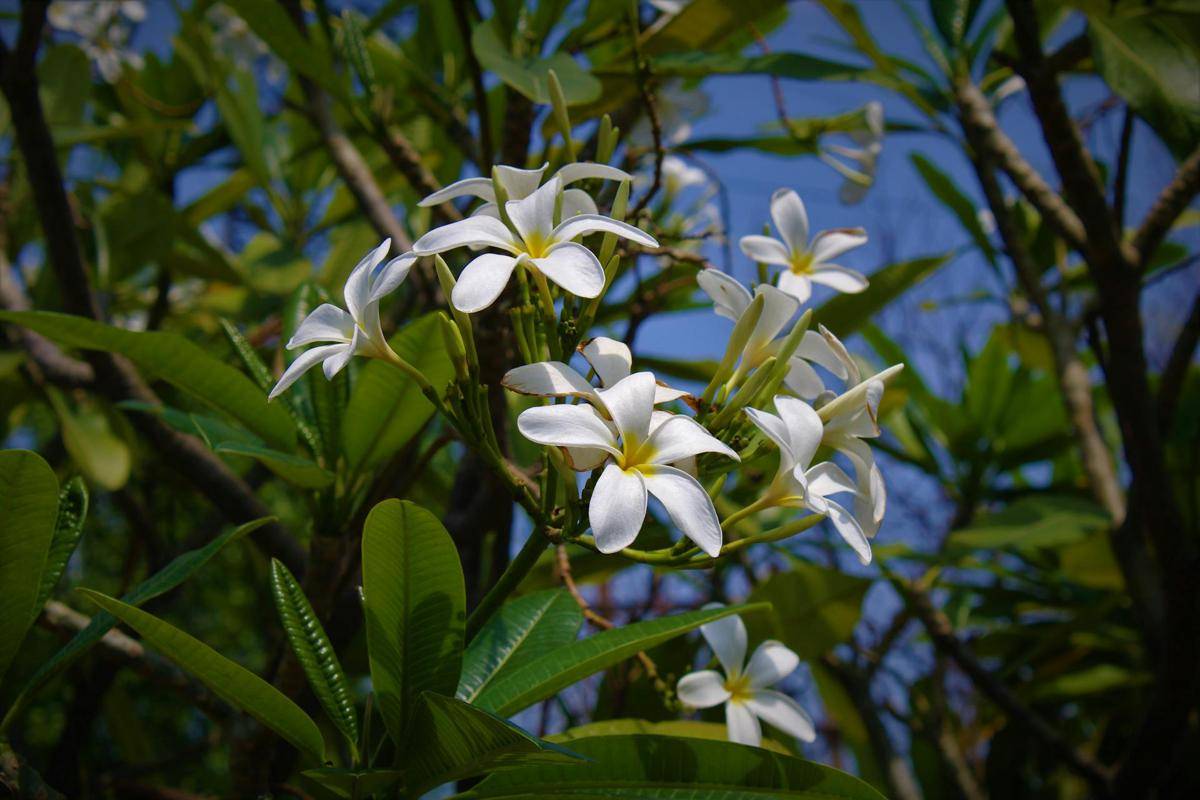 ilustrasi tanaman plumeria (pexels.com/Antara Verma)