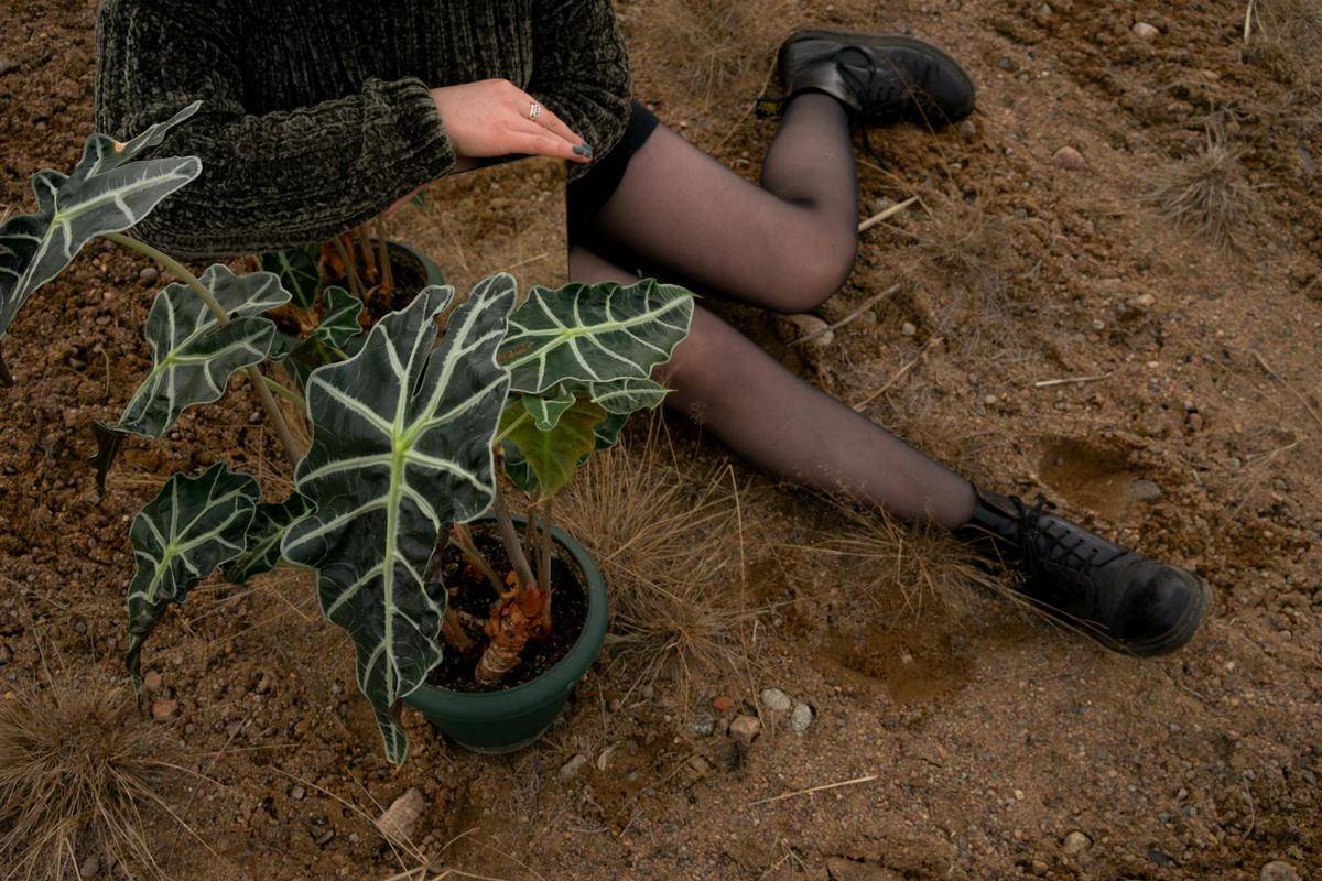 ilustrasi Alocasia polly (pexels.com/myatezhny39)