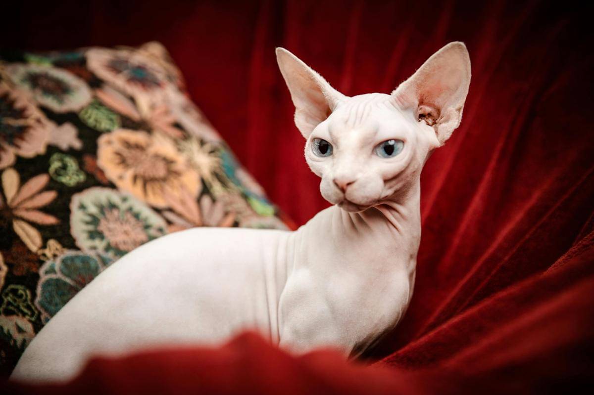 kucing sphynx