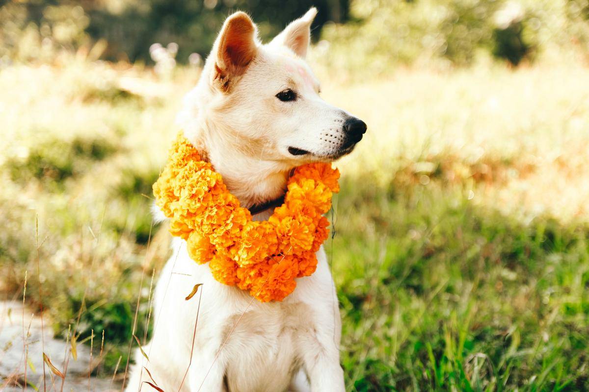 sushil-basnet-485_JEHbs0g-unsplash.jpg
