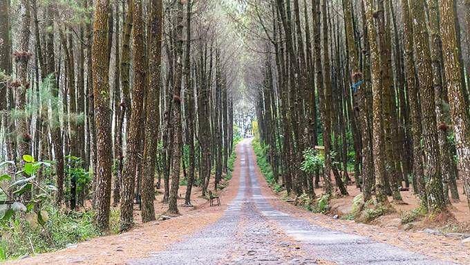 Hutan Pinus Kragilan wisata alam di Magelang