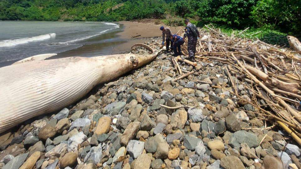Bangkai ikan paus yang terdampar di Tulungagung. IDN Times/istimewa