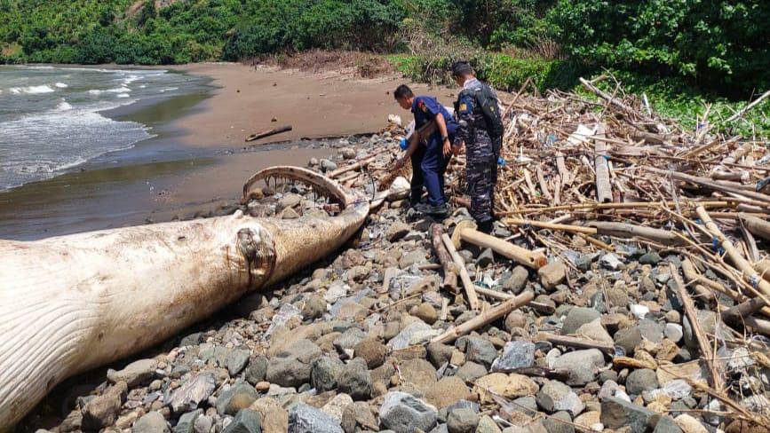Bangkai ikan paus yang terdampar di Tulungagung. IDN Times/istimewa