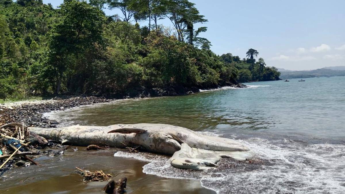 Bangkai ikan paus yang terdampar di Tulungagung. IDN Times/istimewa