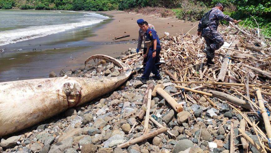 Bangkai ikan paus yang terdampar di Tulungagung. IDN Times/istimewa