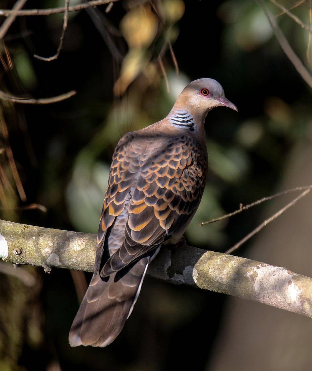 Oriental Turtle Dove