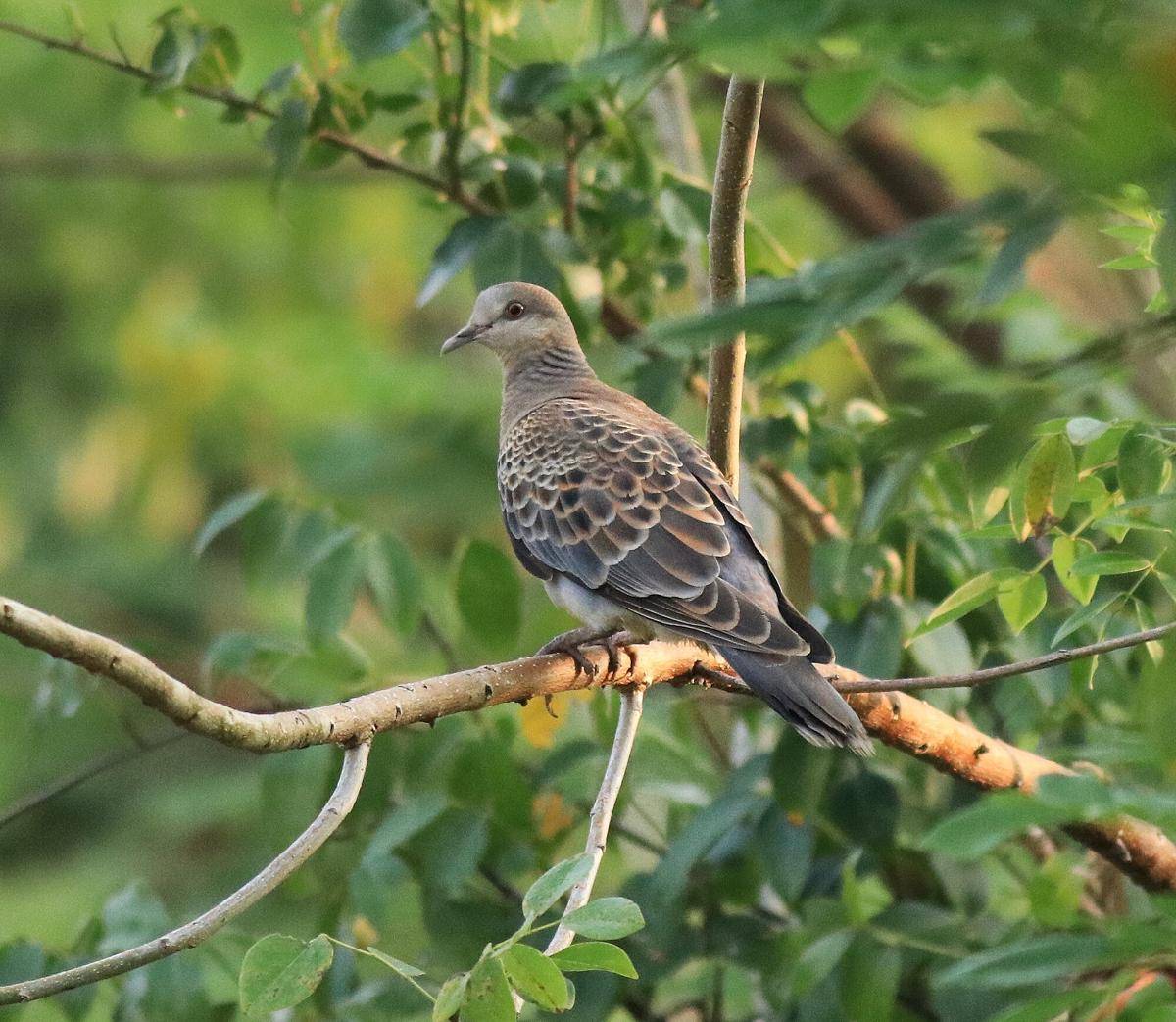 Oriental Turtle Dove