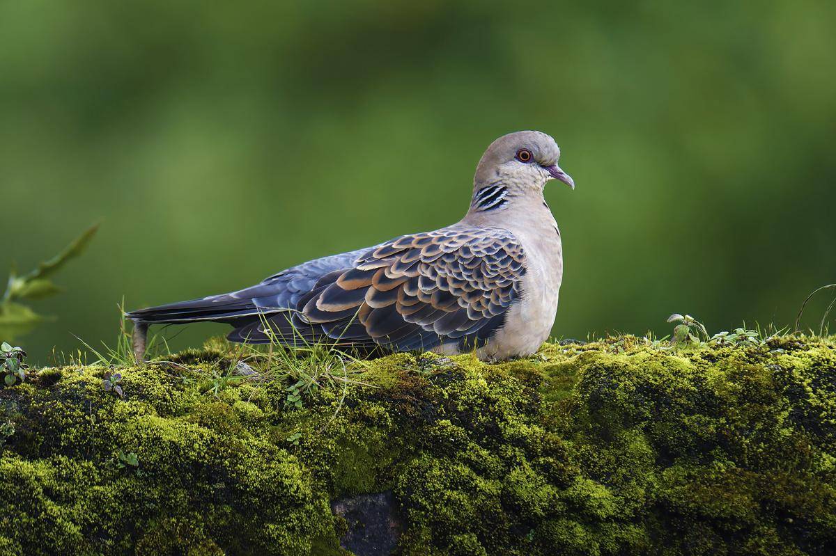 Oriental Turtle Dove