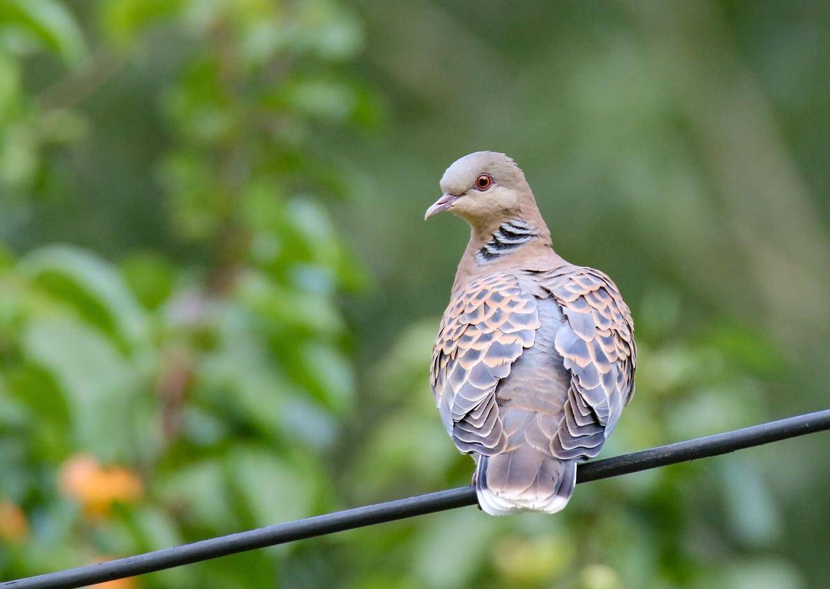 Oriental Turtle Dove
