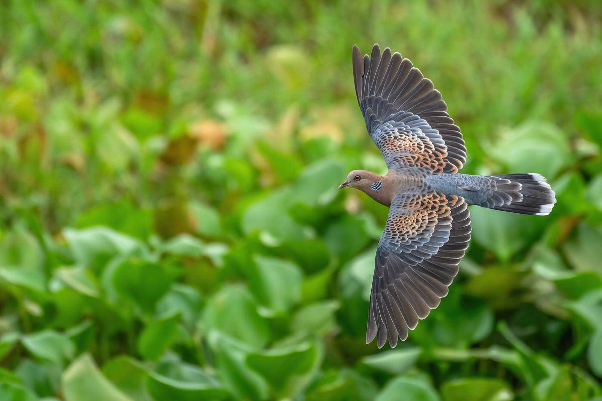 Oriental Turtle Dove