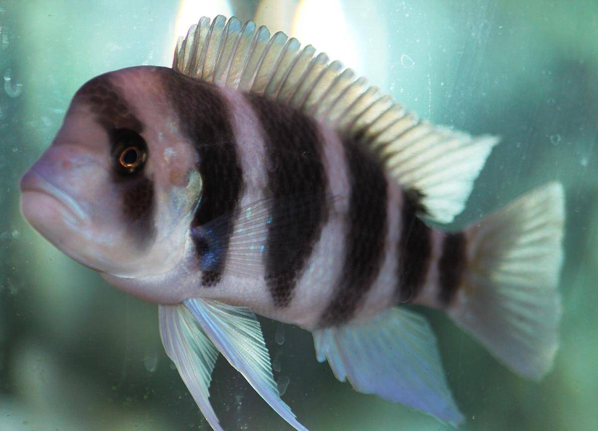 Ikan Frontosa