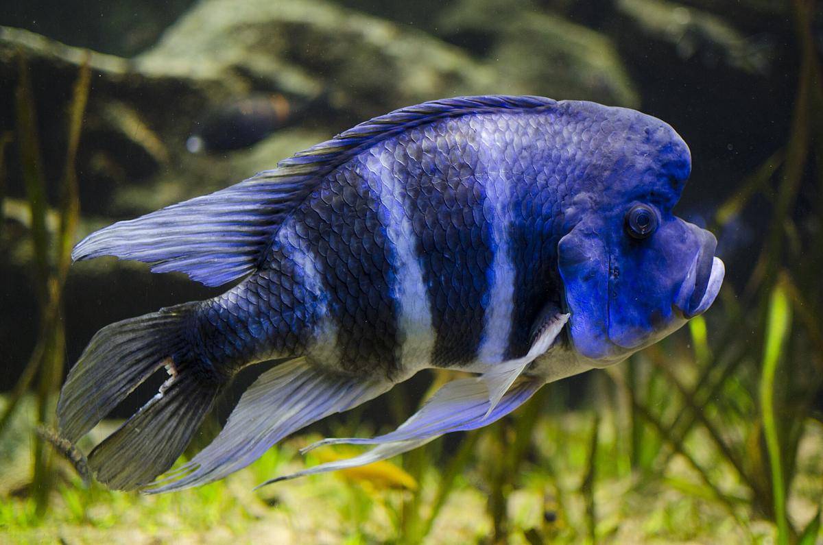 Ikan Frontosa