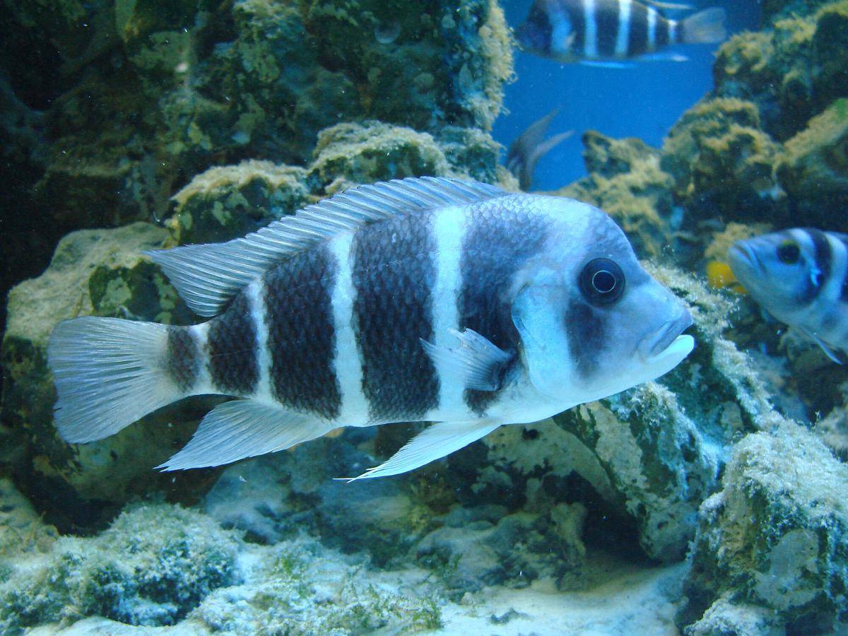 Ikan Frontosa